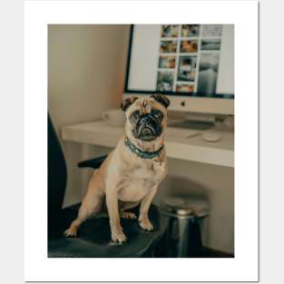 Pug Posters and Art